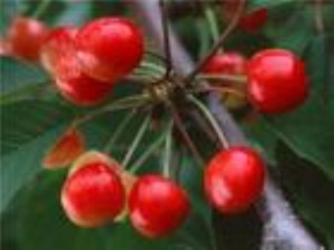 Crataegus Dahurica Extract